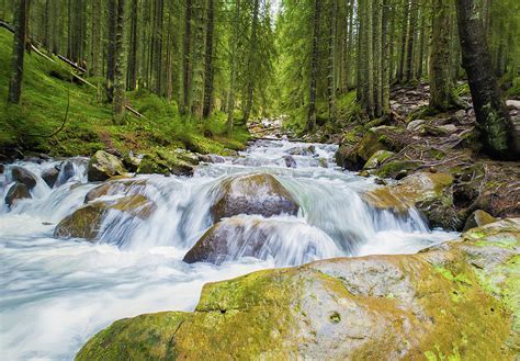 Prut river flowing through the coniferous forest on the hills of ...