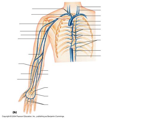 Veins of the right arm and thorax Diagram | Quizlet