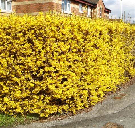 Forsythia Spectabilis Shrubs - Forsythis Spectabilis Hedge - Hopes Grove