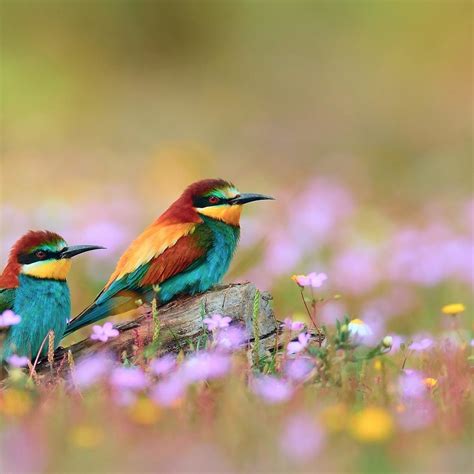 Colorful Bird Wallpapers - Wallpaper Cave