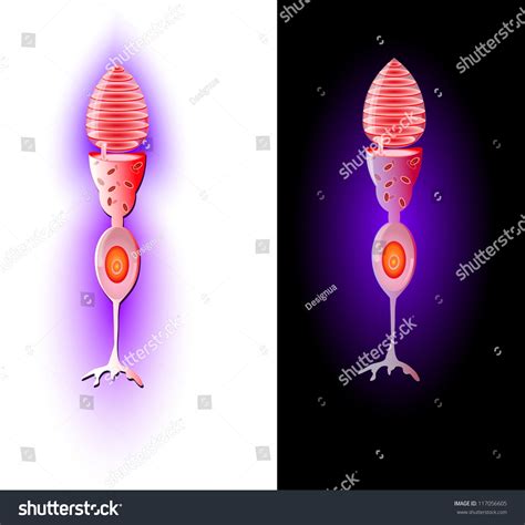 Cone Cells Cones Photoreceptor Cells Retina Stock Vector 117056605 - Shutterstock