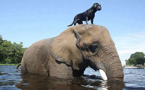 Top 10 Animals of Different Species Helping Each other - Animals