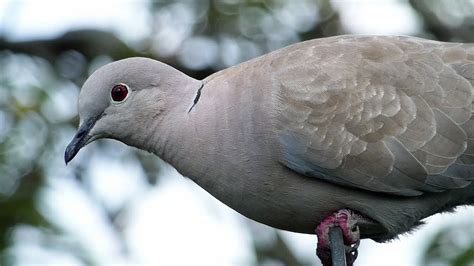 Bird Facts: The Eurasian Collared Dove - YouTube