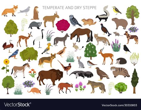 Temperate and dry steppe biome natural region Vector Image