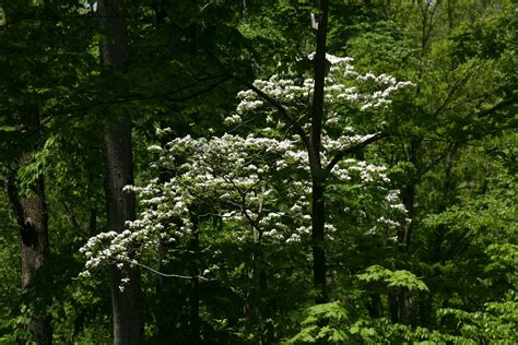 Understory Trees – Mostly Native Shade