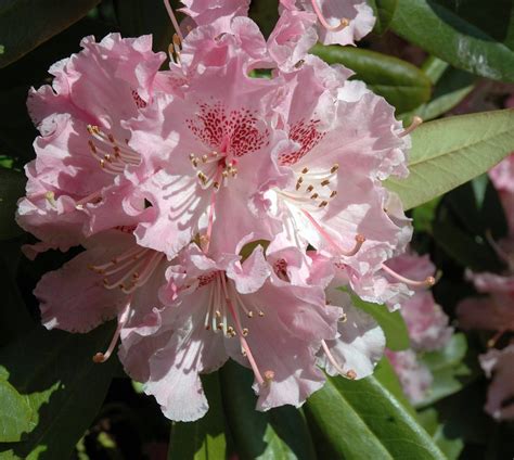 Bromsgrove Flower All saints church......... | David | Flickr