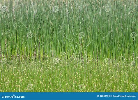 Bulrushes stock image. Image of swamp, ecological, environment - 32280129