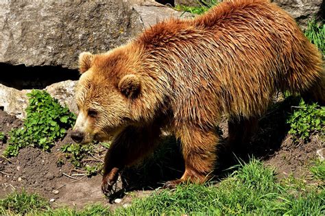 Brown bears landscape genomics and niche modelling, funded by TUBITAK - Biodiversity Conservation