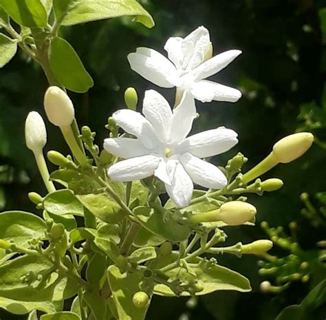 Well Watered Jasminum Grandiflorum Jasmine Flower Plant, For Garden, Summer Bloom at Rs 25/piece ...