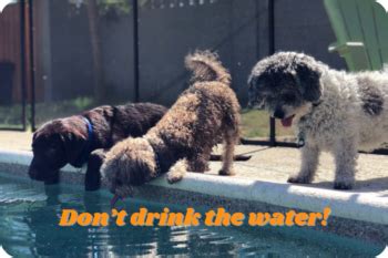 Dog Pool Safety | What You Can Do To Protect Your Pup