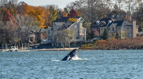 Whale spotted in Raritan Bay - Perth Amboy Now