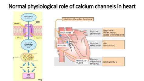 Calcium Channel Blockers