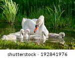 Cygnets And Swan Free Stock Photo - Public Domain Pictures