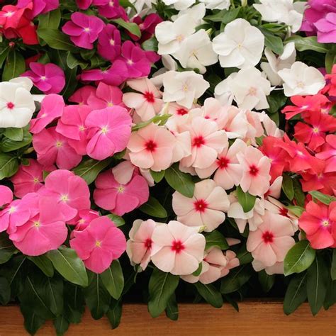 Vinca Seeds | Madagascar Periwinkle | Annual Flower Seeds