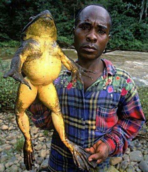 World's Biggest Frog | Giant animals, Big animals, Large animals