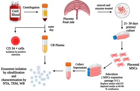 Cells | Free Full-Text | Cord Blood Plasma and Placental Mesenchymal ...