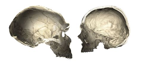 Neanderthal Skull Vs Human Skull