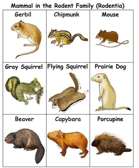 Rodent chart