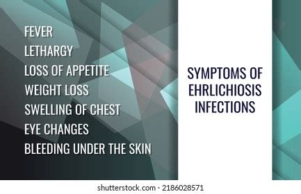 Symptoms Ehrlichiosis Infections Vector Illustration Medical Stock Vector (Royalty Free ...