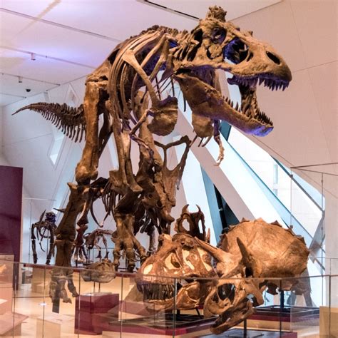 Royal Ontario Museum December 2014 – Dinosaurs and Fossils Part 2 ...