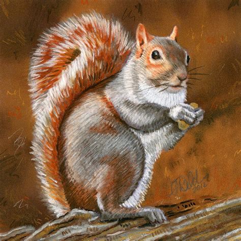 Red Squirrel Archival Print of a Pastel Drawing by ARTSYwildlife