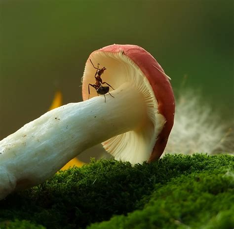 Ordinary Mushrooms In A Magical World By Vyacheslav Mishchenko | DeMilked