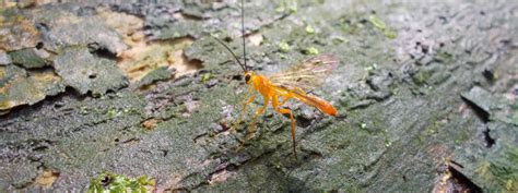 New Information on Tropical Parasitoid Insects Revealed — Investigating the Species Vital for ...