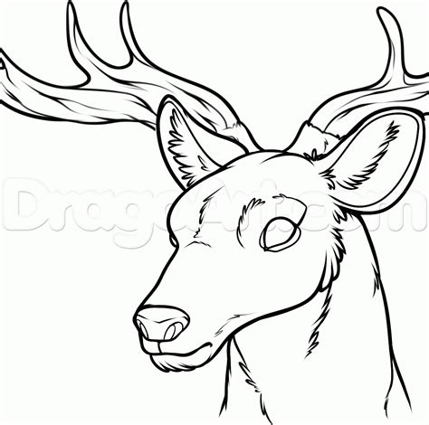 How To Draw A Deer Head, Step by Step, Drawing Guide, by Dawn | Deer drawing, Animal drawings ...