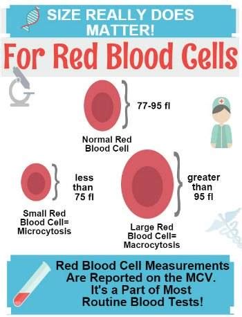 MCH Blood Test Explained - E Phlebotomy Training