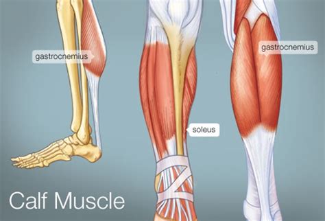 The Calf Muscle (Human Anatomy): Diagram, Function, Location