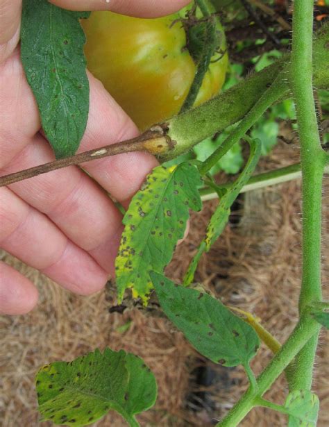 Tomato – Septoria Leaf Spot | Walter Reeves: The Georgia Gardener