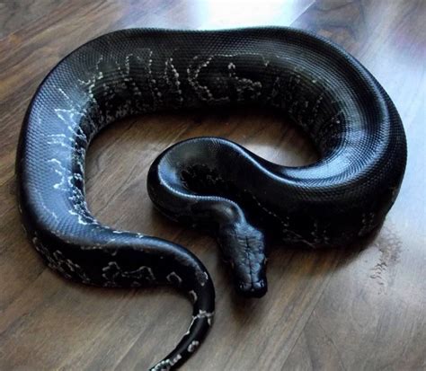 Black Python Snake