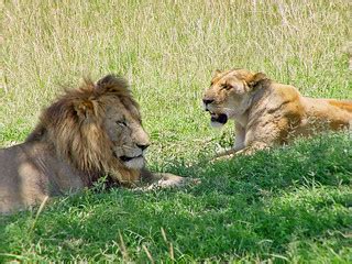 Couple of lions | A couple of lions lying on the grass of th… | Flickr