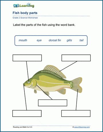 Grade 2 Science Worksheets | K5 Learning