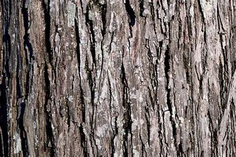 12 Types of Hickory Trees: Leaves, Bark, and Nuts - Pat Garden