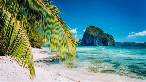 Caribbean Beach - Zoom Background Templates | Caribbean beaches, Holiday vacations, Palm trees