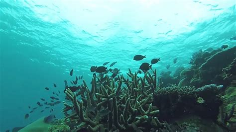 Yasawa Islands Snorkeling Coral Reef Fiji - YouTube