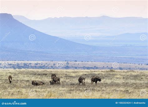 Black Wildebeest Herd in Grassland Stock Photo - Image of group, grass ...