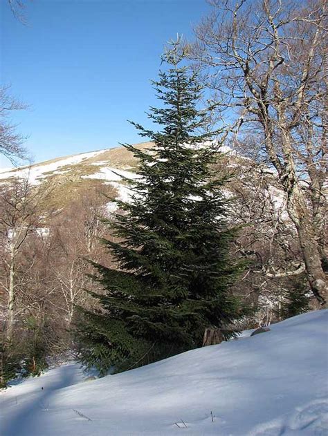 O Tannenbaum - Wikiwand