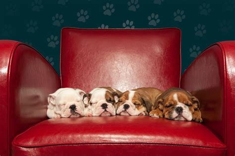 See the Cutest Photos of Puppies Sleeping | Reader's Digest