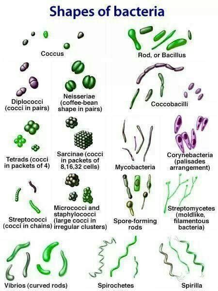 Shape of various bacteria in nature [9]. | Download Scientific Diagram