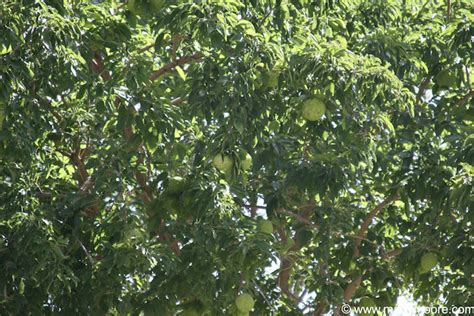 Osage Orange Trees - Hedge Apple Trees, Interesting Trees for the Desert Southwest Garden ...