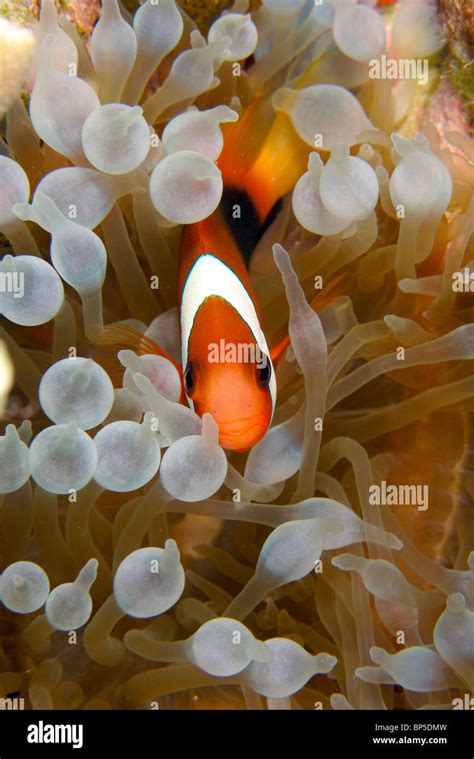 Yap Micronesia diving Stock Photo - Alamy