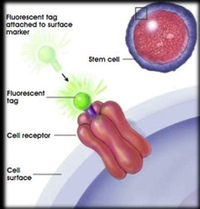 Cell Surface Markers Using Fluorescent Tags | Download Scientific Diagram