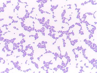 Biol 230 Lab Manual: Staphylococcus aureus