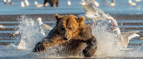 Alaska Bear Camp - The Luxury Arctic Travel Company