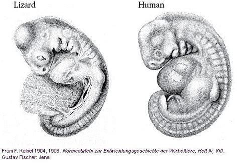 Comparative Embryology Biology Definition