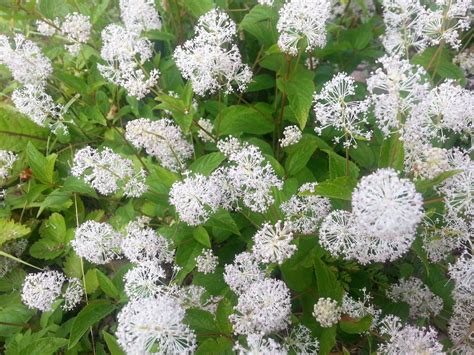 20 White NEW JERSEY TEA Hummingbird Flower Ceanothus Americanus Shrub ...