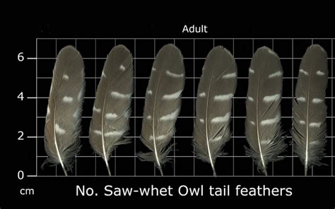 How To Identify Owl Feathers - Best Guide On Recognizing Owl Feathers ...