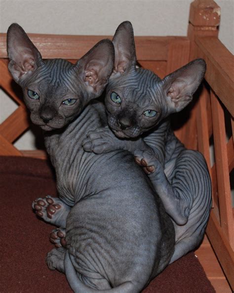 Galería de fotos de gatos Sphynx. Fotos de gatos Sphynx | Razas de gatos, Gatos, Gatos egipcios